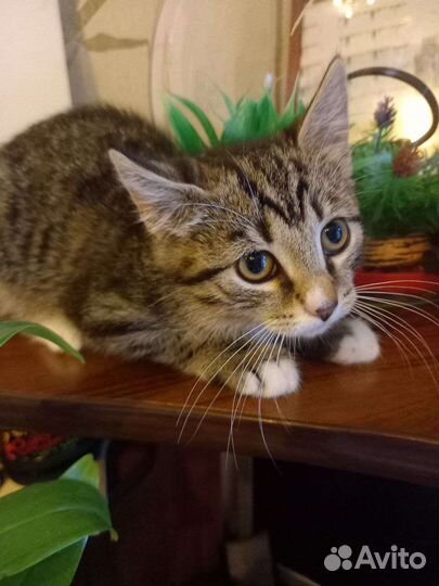 Котята-девочки в добрые руки