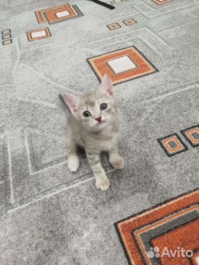 Котята в добрые руки бесплатно