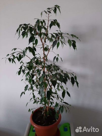 Фикус бенджамина большой
