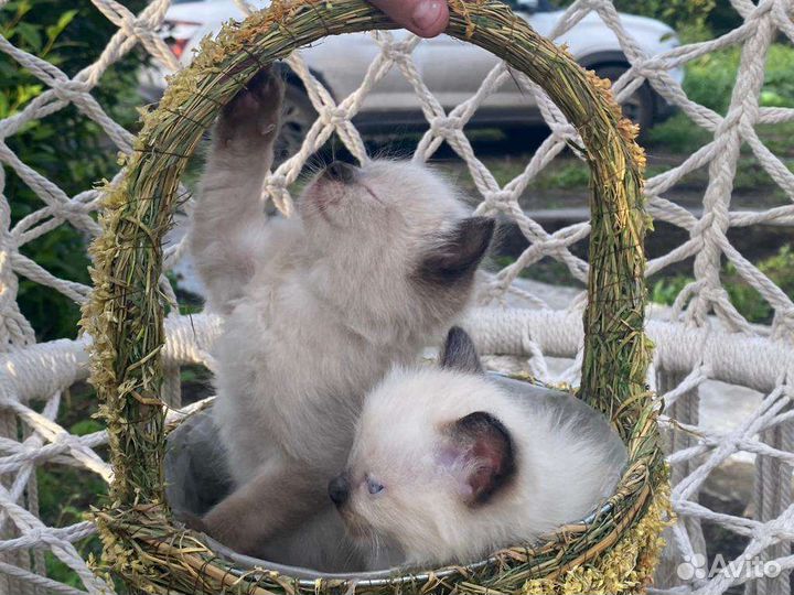 Котята