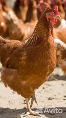 Куры несушки