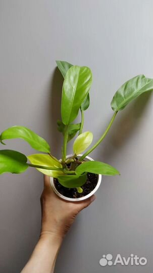 Хойя, алоказия, нефролепсис, оксалис