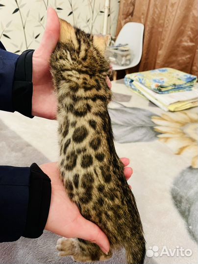 Котята Бенгалы