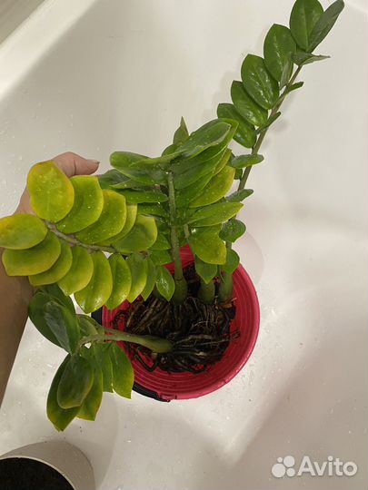 Замиокулькас