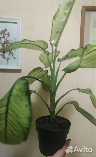 Диффенбахия. Декабрист. Папоротник