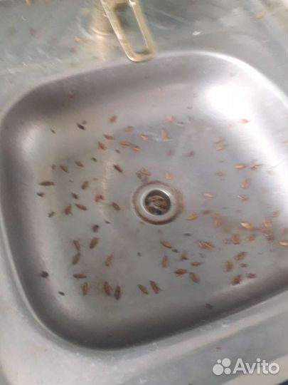 Уничтожение всех видов насекомых