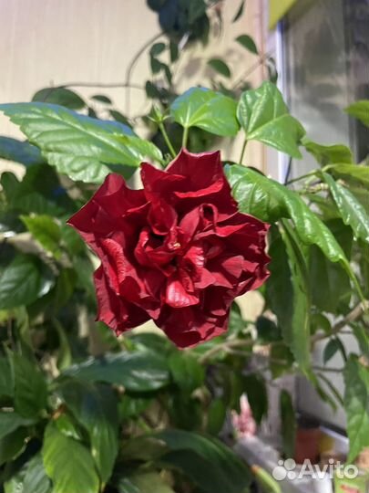 Китайская роза