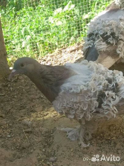 Голуби Кучерявые