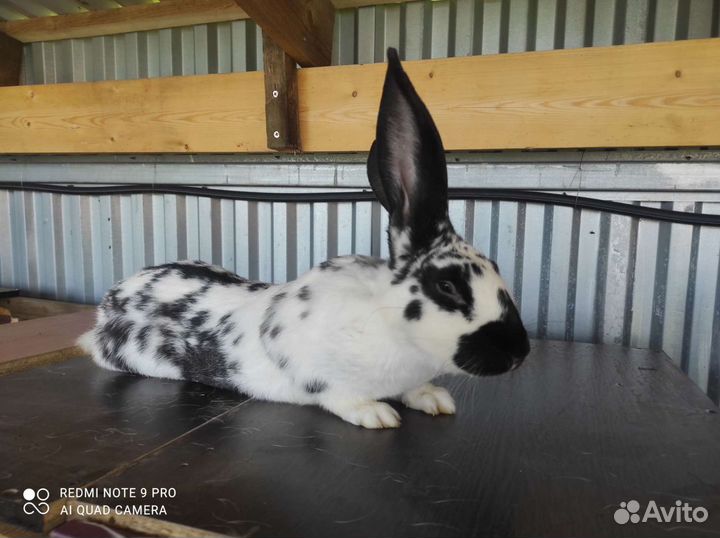 Кролики породы фландр и бабочка