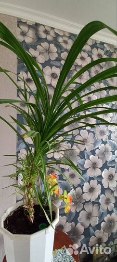 Пальма панданус