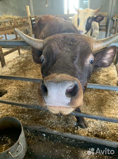 Работник на ферму