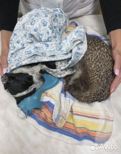 Ветеринарный врач выезд на дом