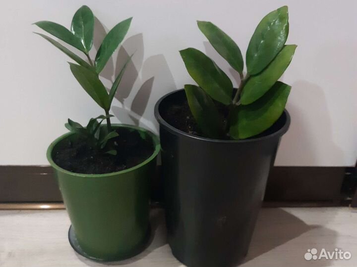 Замиокулькас