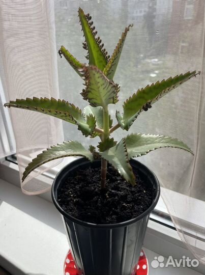 Каланхоэ лечебное «домашний доктор»