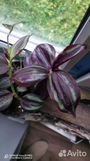 Сеткреазия, коллизия леди пинк/ розовая пантера