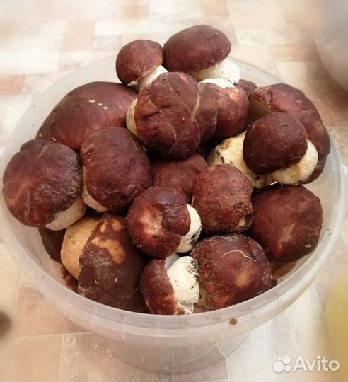 Сухие белые грибы