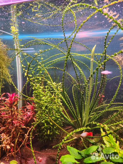 Аквариумные растения