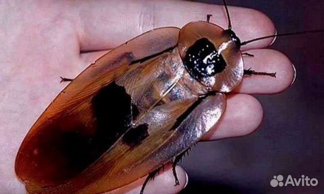 Кубинский таракан (Блаберус Кранифер)