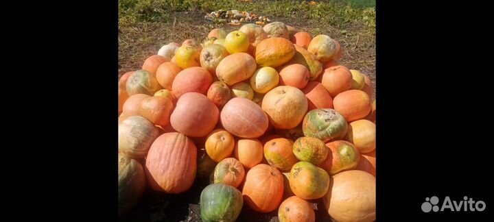 Тыква на корм животным