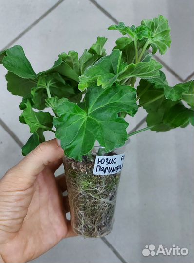 Пеларгония Юзис Парцифаль