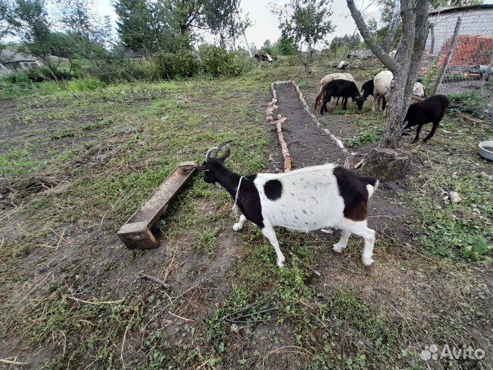 Обменяю козу