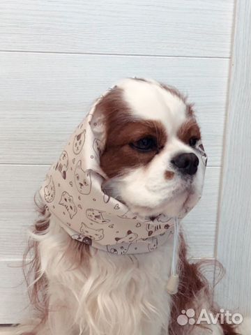 Шапочка снуд для собак