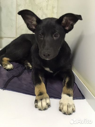 Щенок девочка В добрые руки