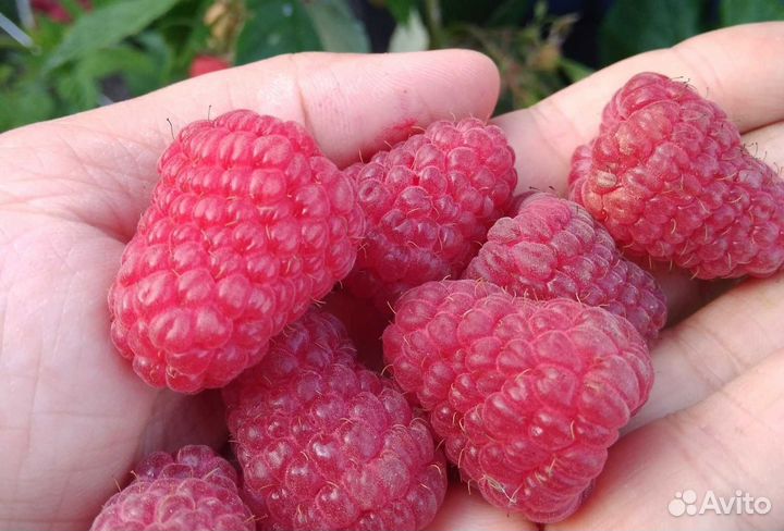 Малина (саженцы)