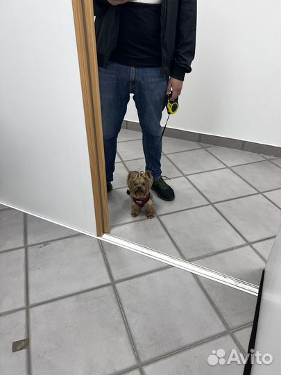 Йоркширский терьер мини