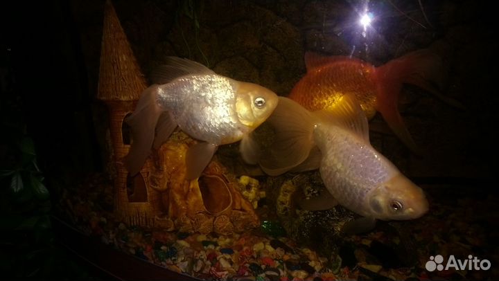 Аквариум Juwel Vision 180