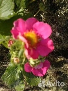 Розовая клубника вкусная