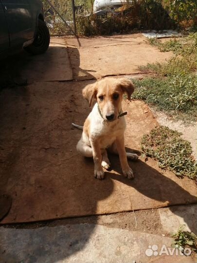 Собака в добрые руки