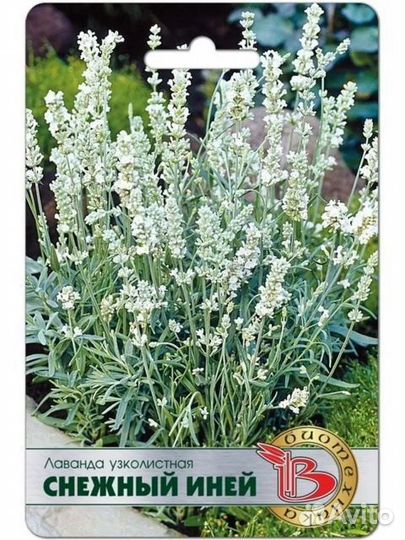 Лаванда сортовая узколистная (предзаказ)
