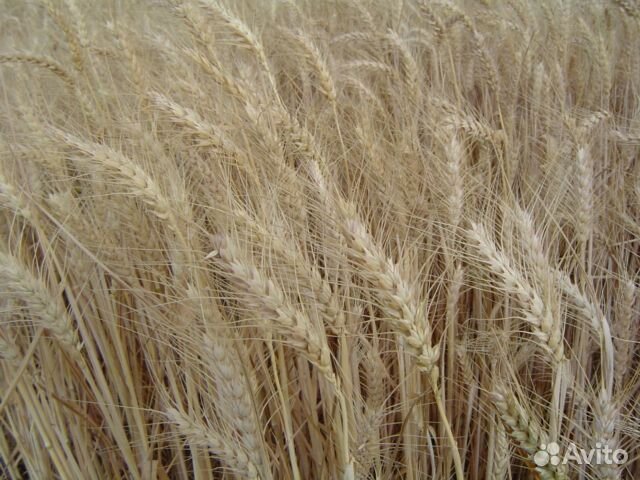 Твердая пшеница
