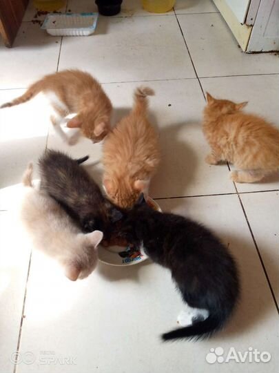 Кошка в дар бесплатно