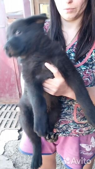 Собака немецкая овчарка