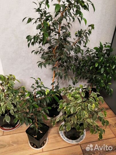 Фикус пестролистный и однотонный