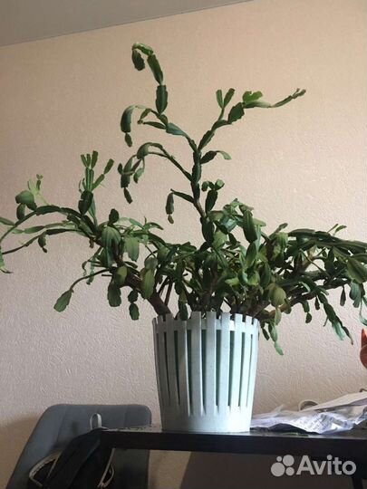 Декабрист целый цветок шлюмбергера