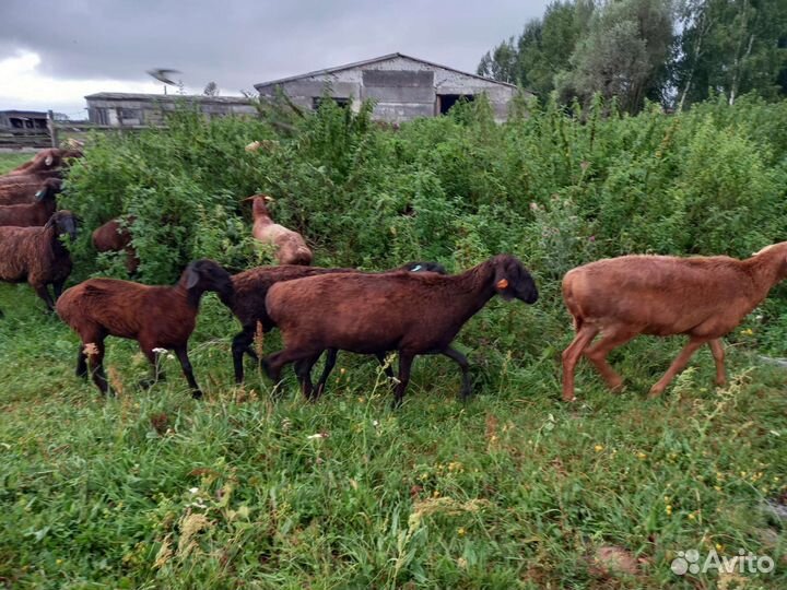 Овцы эдильбай, бараны