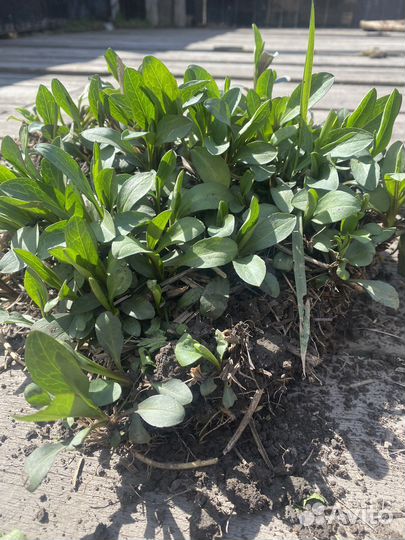 Октябринка голубая