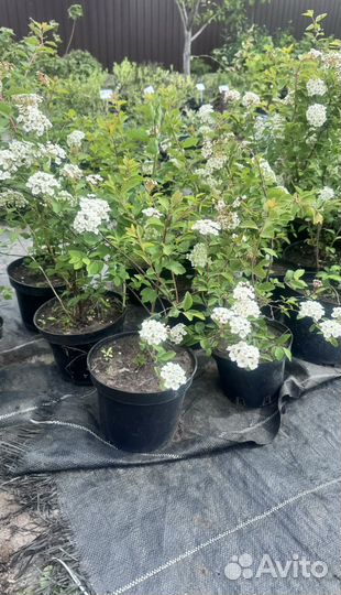 Спирея вангутта