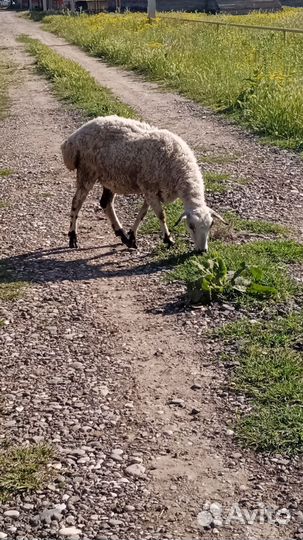 Овцы бараны