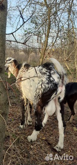 Нубийский козел