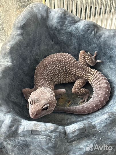 Водный бублефар в собственном соку