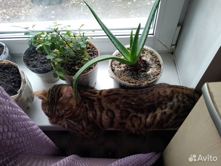 Продам бенгальских котят