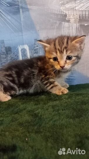 Котята отдам даром