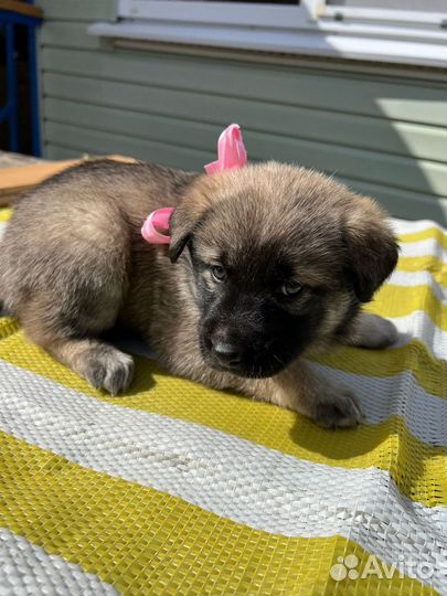 Собака в добрые руки щенок хаски