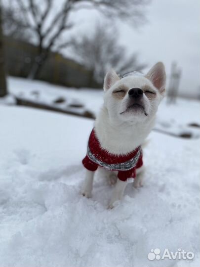 Чихуахуа. Вязка