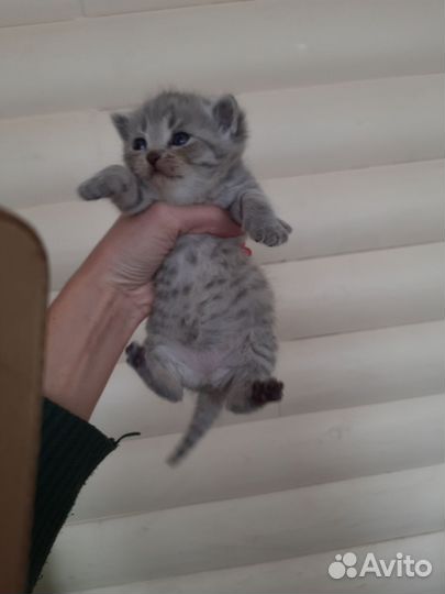 Британские котята