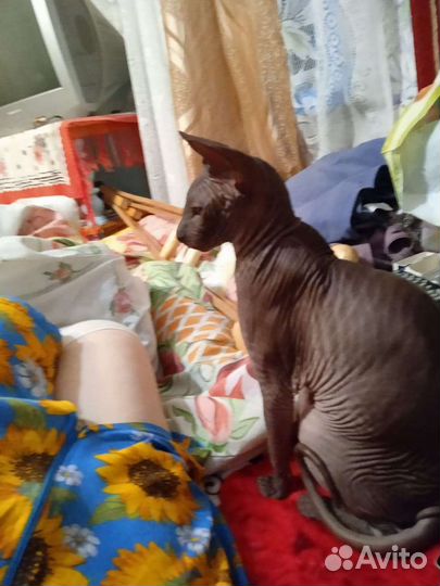 Канадский сфинкс